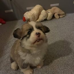 Pembroke Welsh Corgi Puppies from Zugspitze Corgis