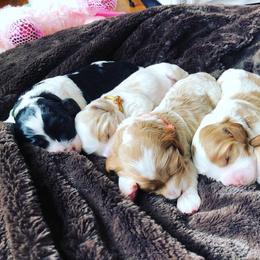 Cockapoo Puppies from Silver City Cockapoos