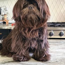 Biggie - Shih Tzu