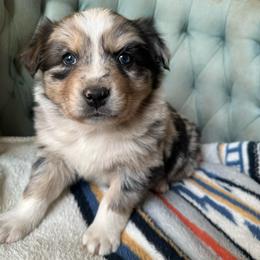 Boy 2 - Blue merle male Australian Shepherd puppy in Bison, South Dakota from South Dakota Creekside Australian Shepherds