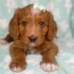 Cavalier King Charles Spaniel, Cavapoo, and Poodle Puppies from Red Skye Cavaliers and Cavapoos