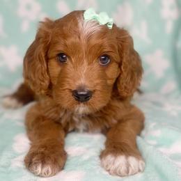 Cavalier King Charles Spaniel, Cavapoo, and Poodle Puppies from Red Skye Cavaliers and Cavapoos