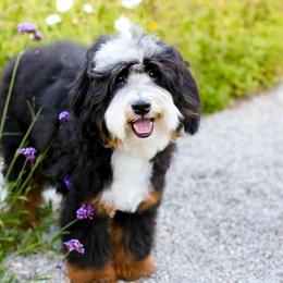 Aussiedoodle, Australian Mountain Doodle, and Bernedoodle All Grown Up from Cottonwood Creek Doodles