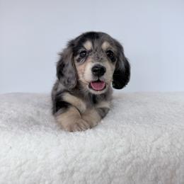 Koa - Dapple male Dachshund puppy in Sonora, California from HEFFERNAN HOUNDS