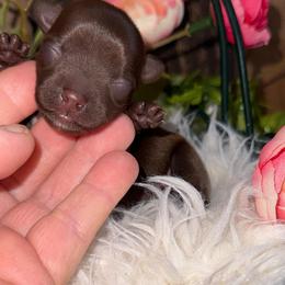 Coco Chanel - Chocolate and tan female Yorkshire Terrier puppy in Howe, Oklahoma from Ray Holder