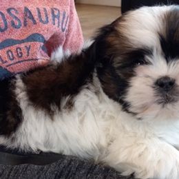 Shih Tzus from Stoney Acre Farms