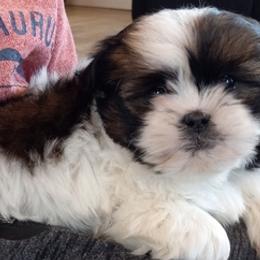 Shih Tzus from Stoney Acre Farms