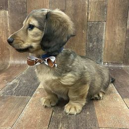 Dachshund Puppies from Brittany Barks