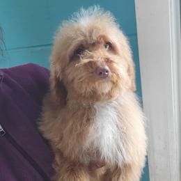 Cooper - Apricot male Goldendoodle puppy in Milwaukwe, Wisconsin from Wisconsin Doodles