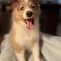 Sunny - Sable merle and white male Shetland Sheepdog puppy in Martinton, Illinois from KW Kennels