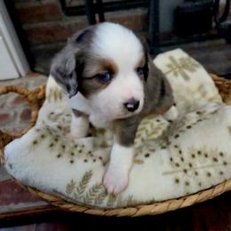 Miniature Australian Shepherd Puppies from Nate Black