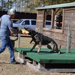 Belgian Malinois, German Shepherds, and xDutch Shepherds from EVO K9