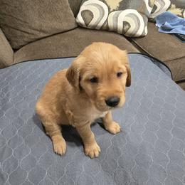Red Collar - Golden female Golden Retriever puppy in El Dorado Hills, California from Asperheim Golden Retriever Puppies