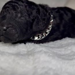 White Collar Boy - Black male Goldendoodle puppy in Litchfield, Connecticut from Gracie Doodles CT
