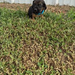 Girl 1 - Black and tan female Bloodhound puppy in Tahlequah, Oklahoma from HNH Hounds
