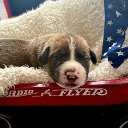 Ax Red Collar - Irish marked male Boerboel puppy in Florida from CLAD Guard Boerboels