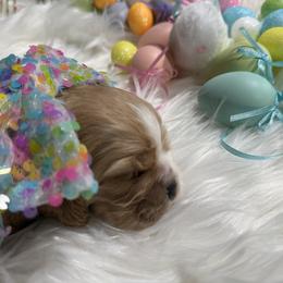 Girl 1 - Red female Cocker Spaniel puppy in Whittier, California from Inspirational Treasures