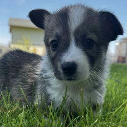 Ivy - Sable female Pembroke Welsh Corgi puppy in Elberta, Utah from 3F Farms- Pembroke Welsh Corgis and Irish Wolfhounds