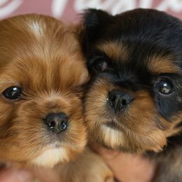 Cavalier King Charles Spaniel puppies from Central Coast Standard Poodles & Cavaliers