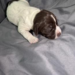 Boy 6 - Brown and gray male Wirehaired Pointing Griffon puppy in Jerome, Idaho from Double R Griffons