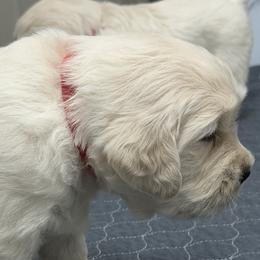 Boy Pick 4 - Light golden male Golden Retriever puppy in Waterloo, Indiana from All 4 Paws of Pheasant Run