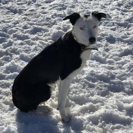 Vic - Border Collie