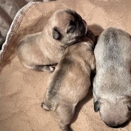 French Bulldog Puppies from 3D Frenchies LLC