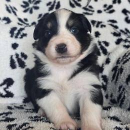 Pitaya - Black tri-color female Australian Shepherd puppy in Albany, Oregon from Red Cloud Australian Shepherds and DeGray Great Danes & Bulldogs