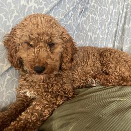 Frieda - Poodle