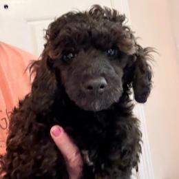 Dean - Sable male Poodle puppy in Bedford, Texas from S.H.A.R.P.’s Toy Poodles