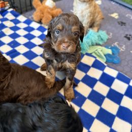Sky - Brown and tan female Cockapoo puppy in Excelsior, Minnesota from Stella’s Six