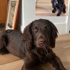Cocker Spaniel and English Cocker Spaniel Puppies from CuttinBlue Farms