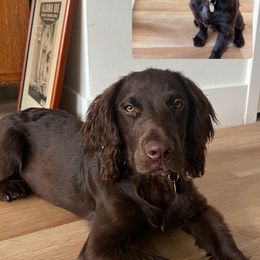 Cocker Spaniel and English Cocker Spaniel Puppies from CuttinBlue Farms