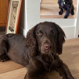 Cocker Spaniel and English Cocker Spaniel Puppies from CuttinBlue Farms