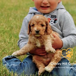 Cockapoo Puppies from Chesley Hill Cockapoos