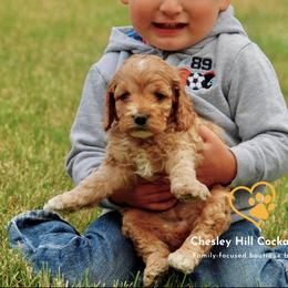 Cockapoo Puppies from Chesley Hill Cockapoos