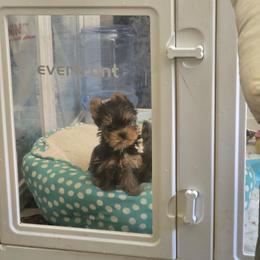 Girl 2 - Black and tan female Yorkshire Terrier puppy in Nitro, West Virginia from Nitro Elite Babydoll Yorkies