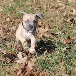 Megaman - Blue fawn male American Staffordshire Terrier puppy in Hohenwald, Tennessee from AptiBull Terriers