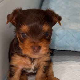 Velma - Yorkshire Terrier puppy from Sunshine Parti Yorkies