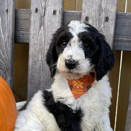 Bernedoodles, Labradoodles, and Poodles from New life kennels