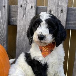 Bernedoodles, Labradoodles, and Poodles from New life kennels