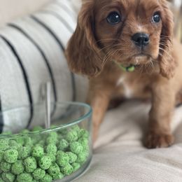 Cavalier King Charles Spaniel Puppies from Colorful Cavaliers