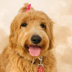 COCO - Goldendoodle