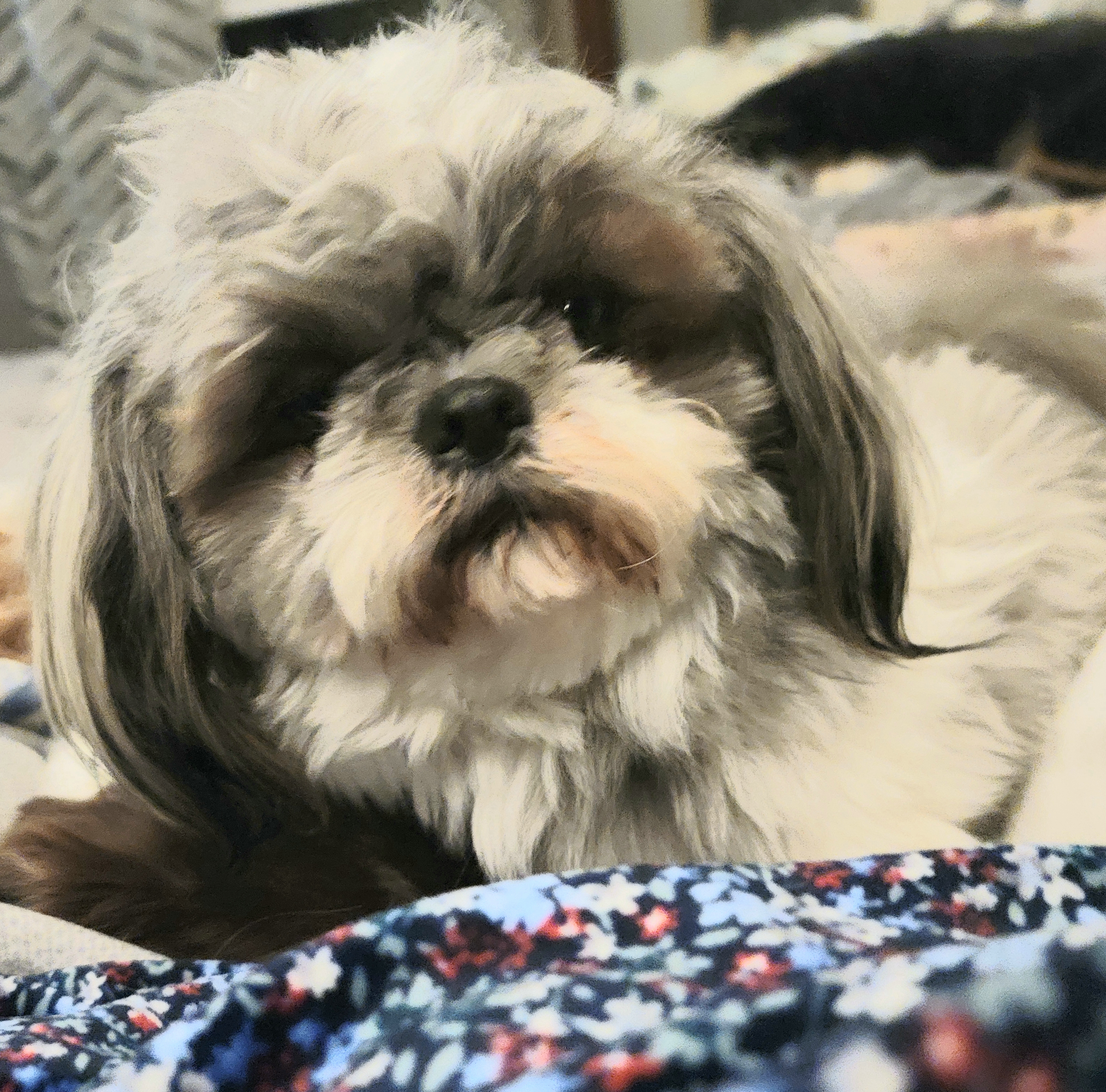 Baxter  - Shih Tzu
