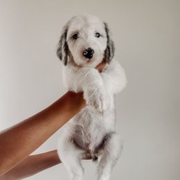 Chip - Blue merle and white male Sheepadoodle puppy in Wabash, Indiana from DOODCompany