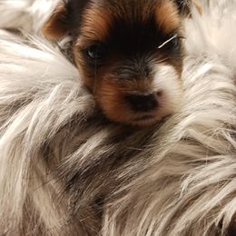Companion Cross Puppies from Meadows Morkiepoos