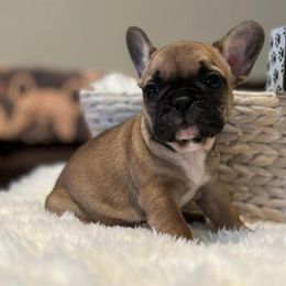 French Bulldogs from Bartletts Pure Farm Frenchies