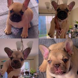 French Bulldog puppies from Emotional Support Babies