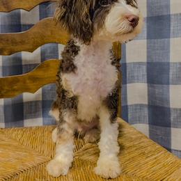 Bernedoodle, Cavapoo, and Goldendoodle Puppies from Yankee Doodle Doggies