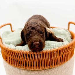Pisgah - Chocolate female Goldendoodle puppy in North Carolina from Tuxedo Mountain Doodles
